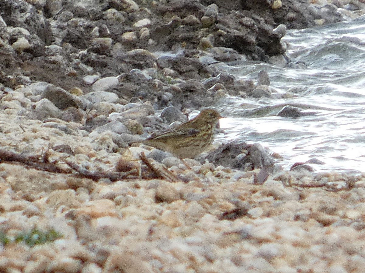 Meadow Pipit - ML644426573