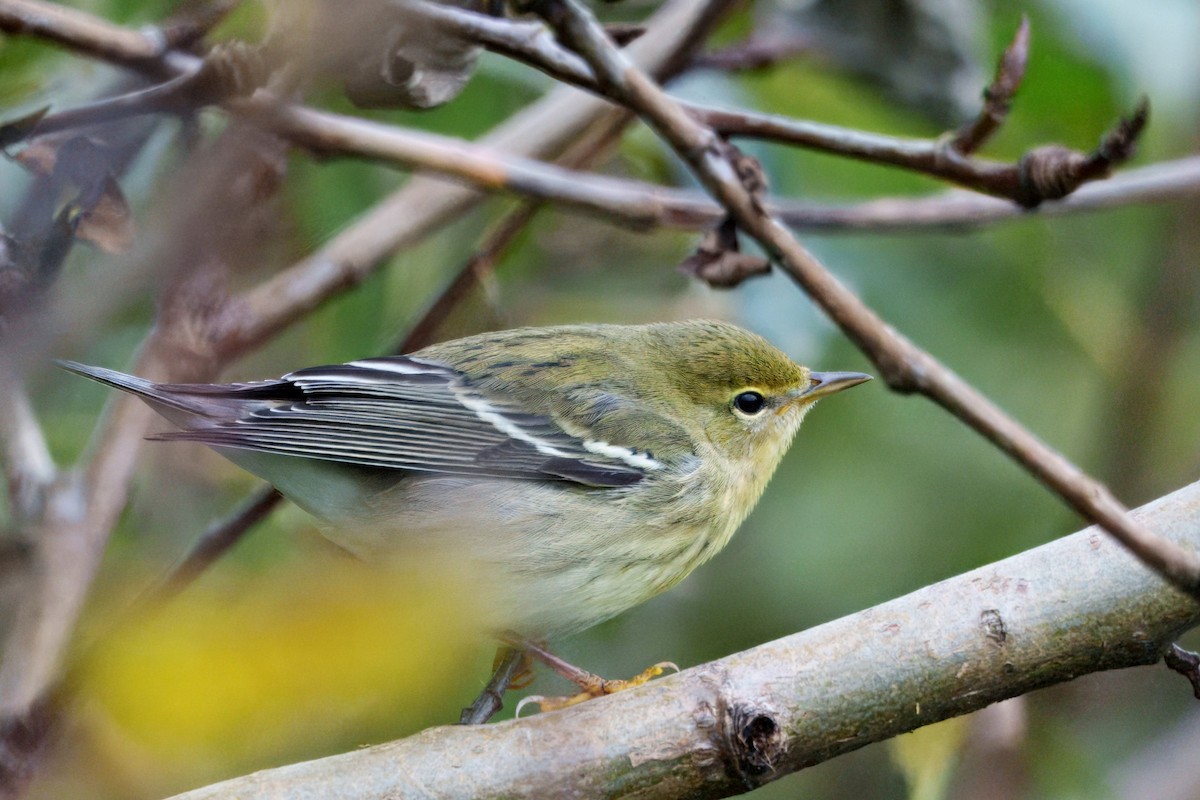 Blackpoll Warbler - ML644426584