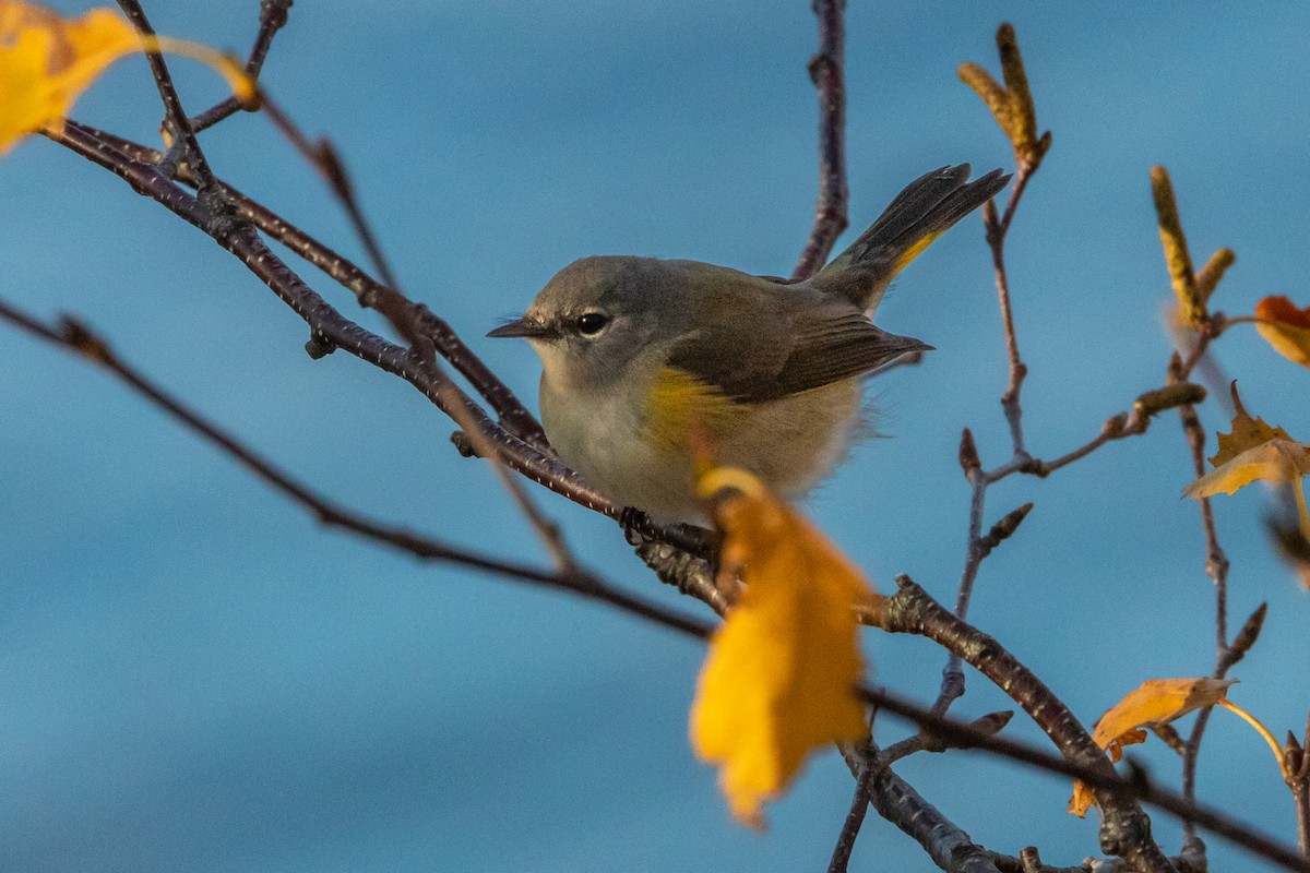 American Redstart - ML644426589
