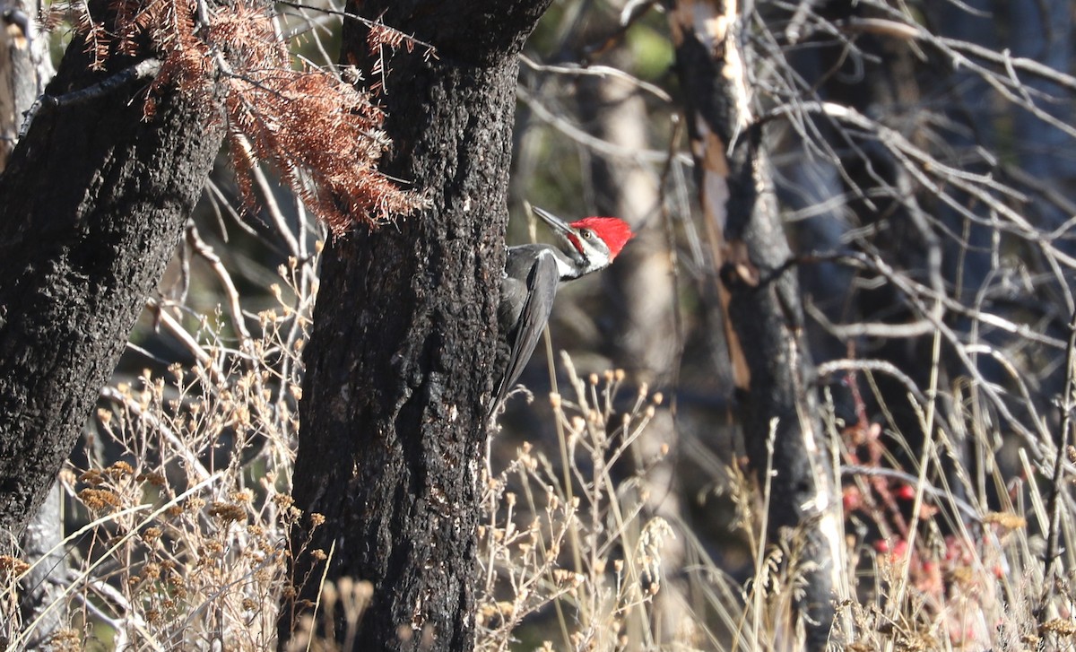 Жовна північна - ML644426591