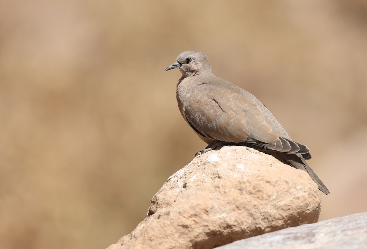 Black-winged Ground Dove - ML644426593