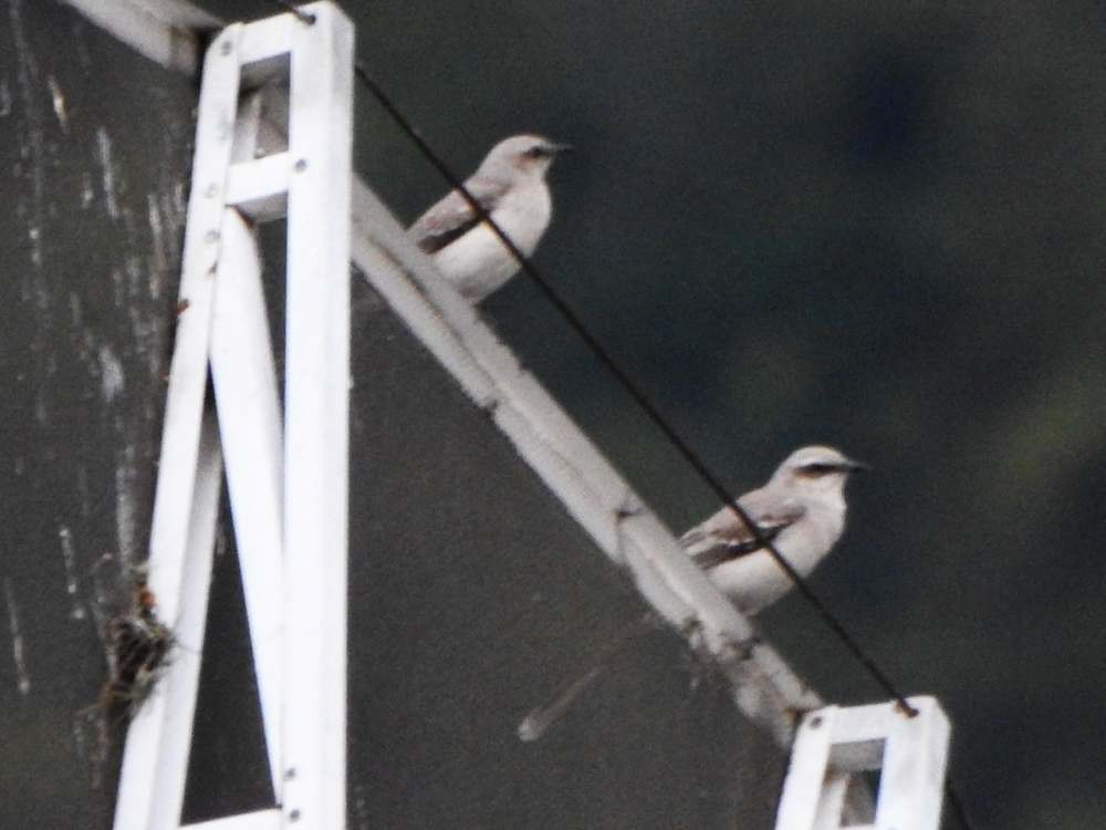 Moqueur des savanes - ML644426622