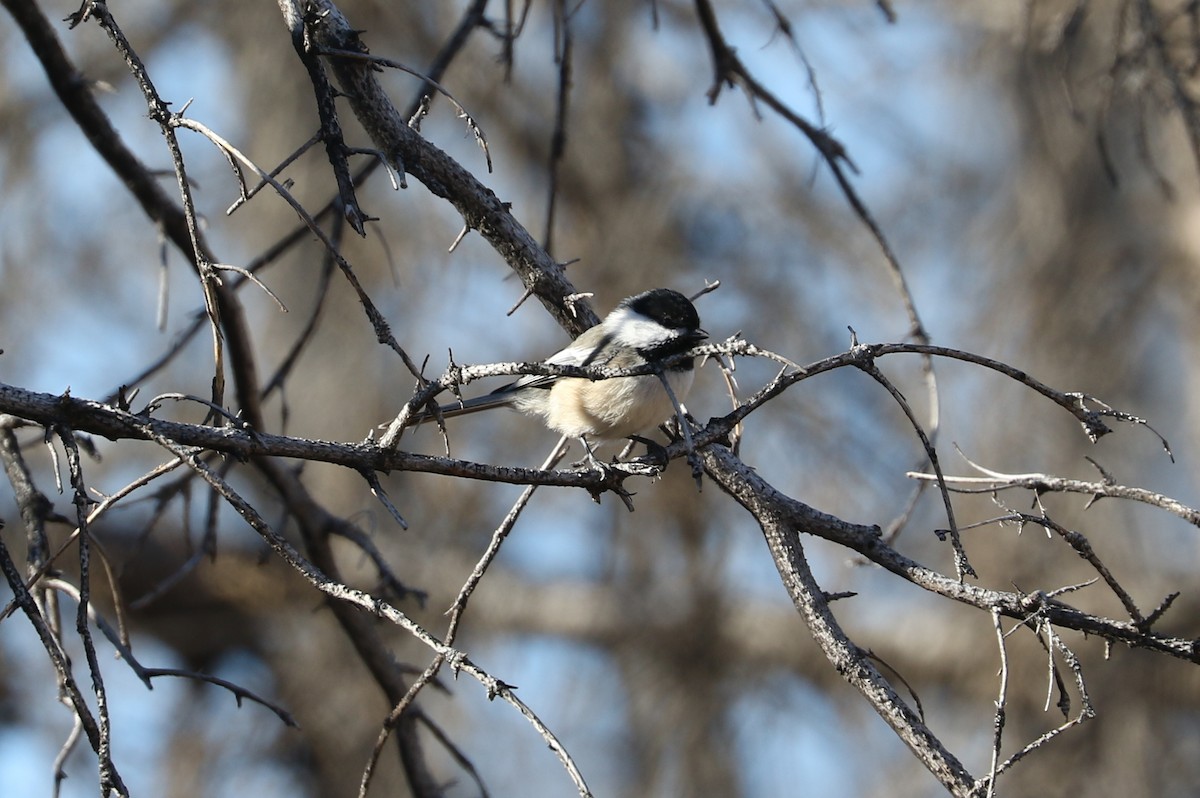 Black-capped Chickadee - ML644426624