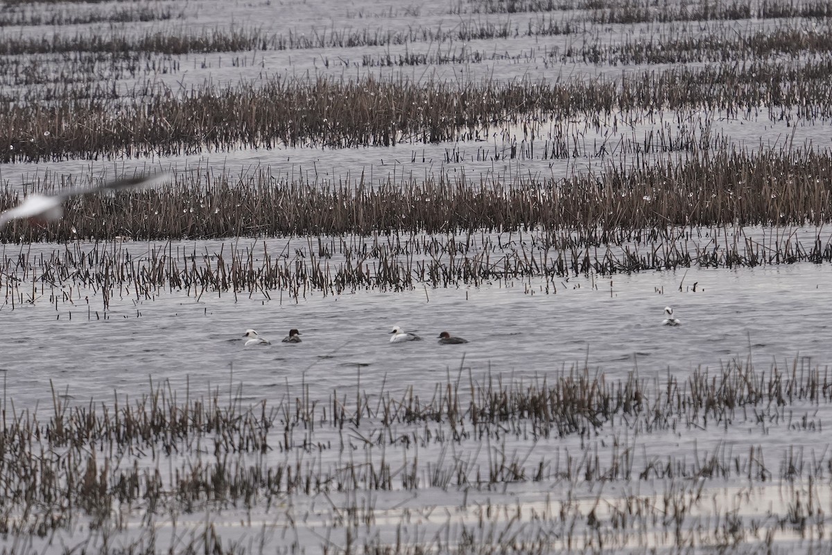 מרגון גמדי - ML644426633