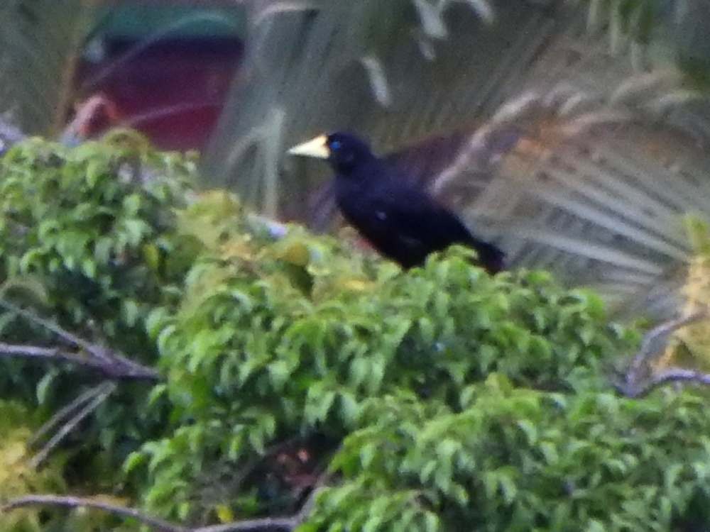 カンムリオオツリスドリ - ML644426636