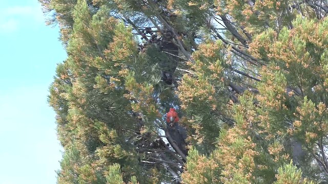 Gang-gang Cockatoo - ML644426648