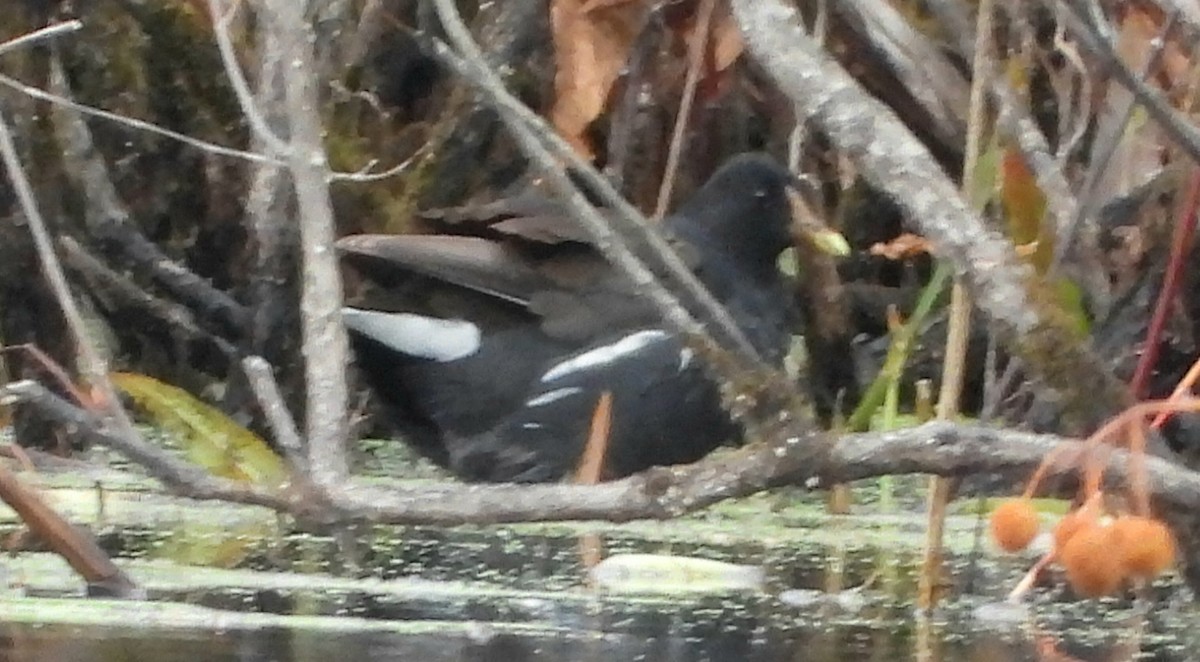 Common Gallinule - ML644426660