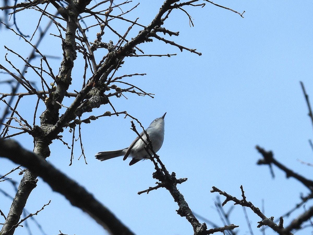 Perlita Grisilla - ML644426665