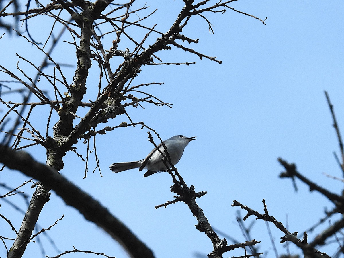 Perlita Grisilla - ML644426666