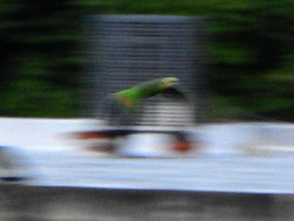 Orange-winged Amazon - ML644426678