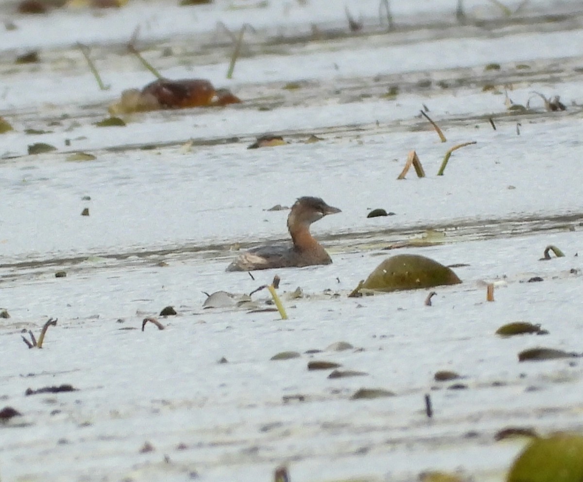 Pied-billed Grebe - ML644426690