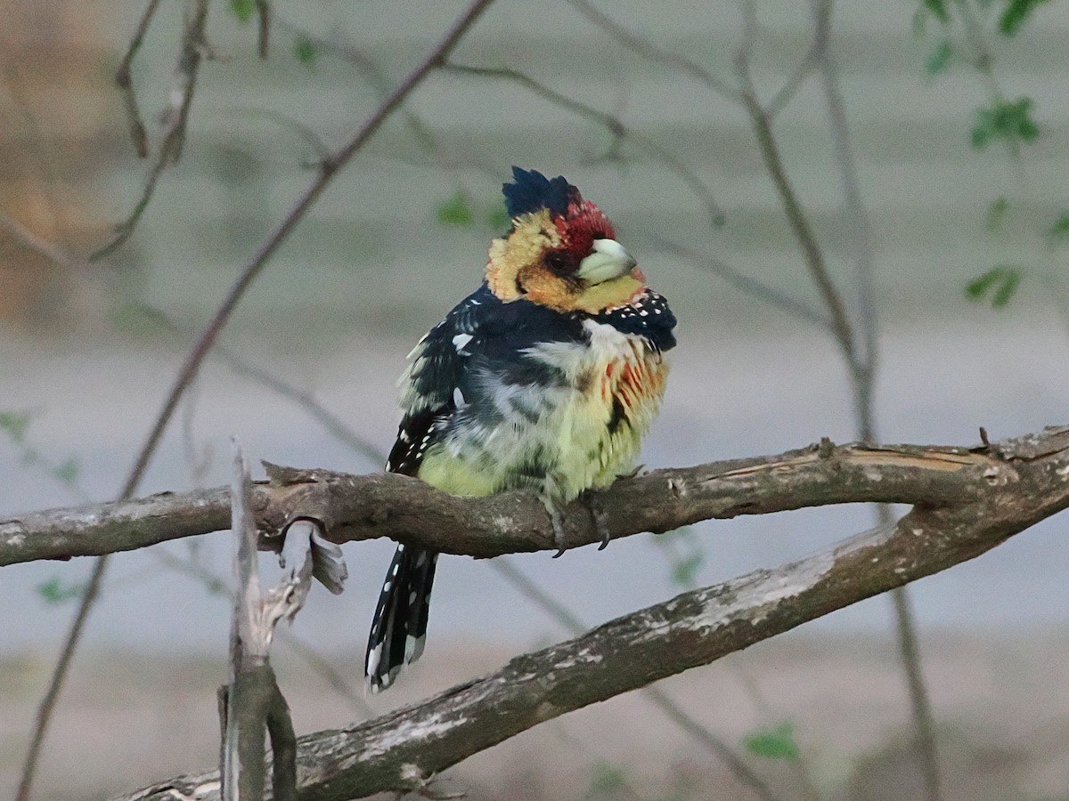 Crested Barbet - ML644426691