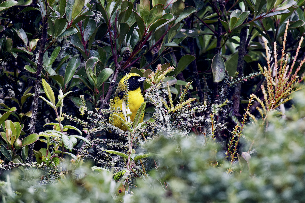 Masked Mountain Tanager - ML644426692