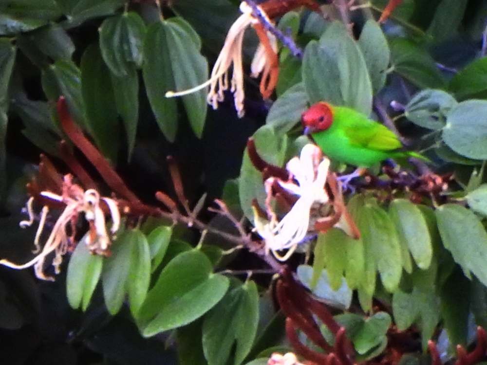 チャガシラフウキンチョウ - ML644426693