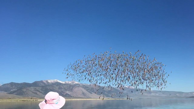 Falaropo di Wilson - ML644426694