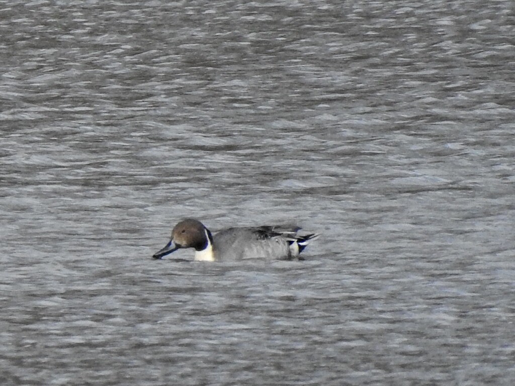 Northern Pintail - ML644426703