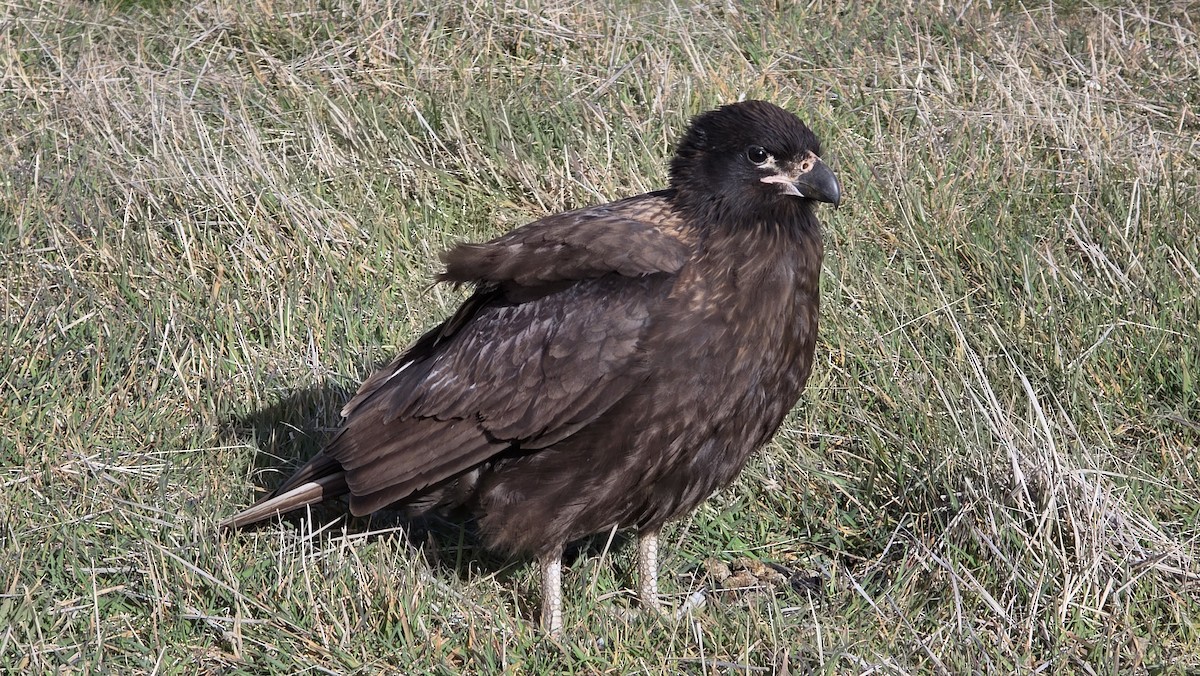 Caracara Austral - ML644426707