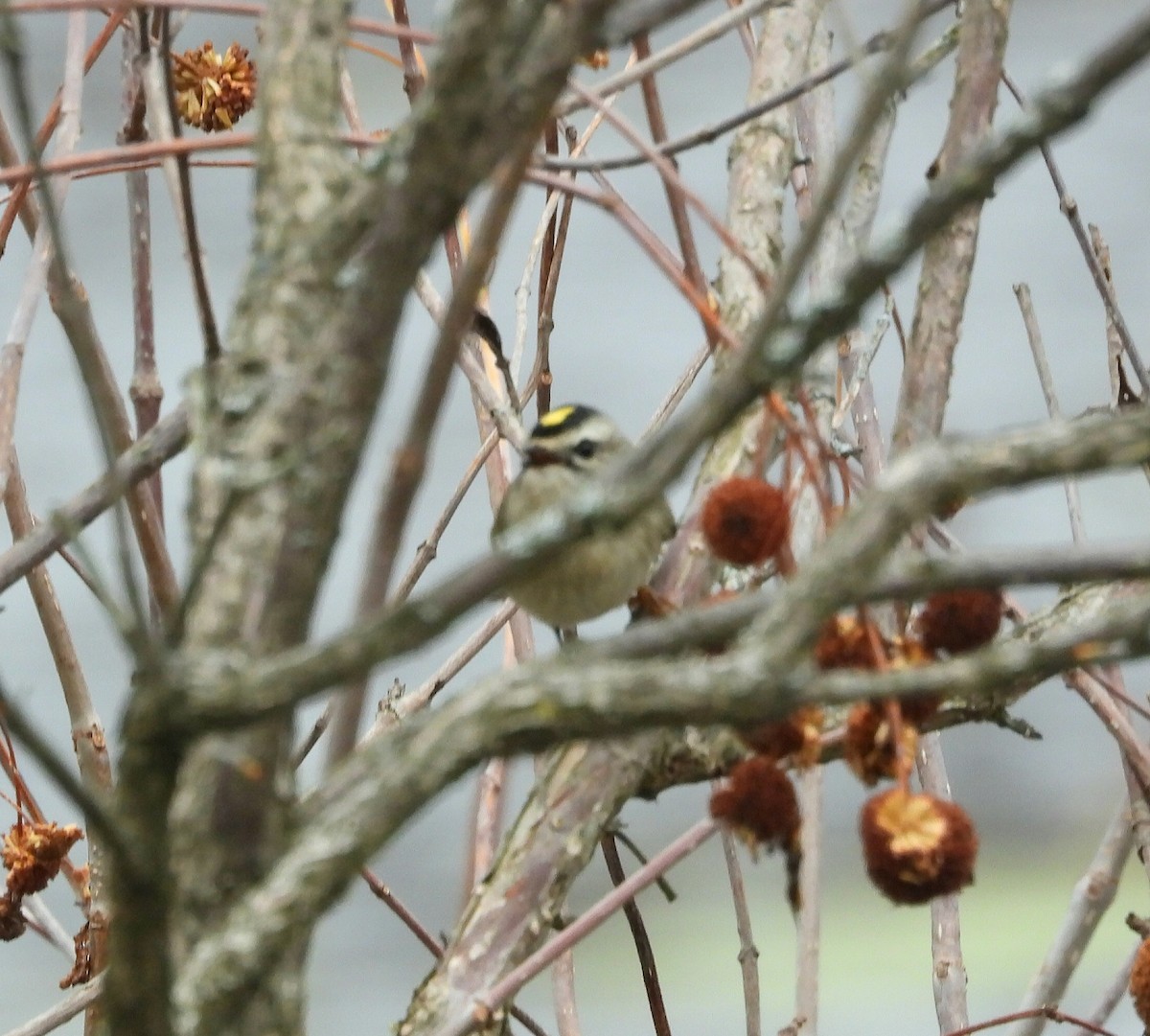 Golden-crowned Kinglet - ML644426712