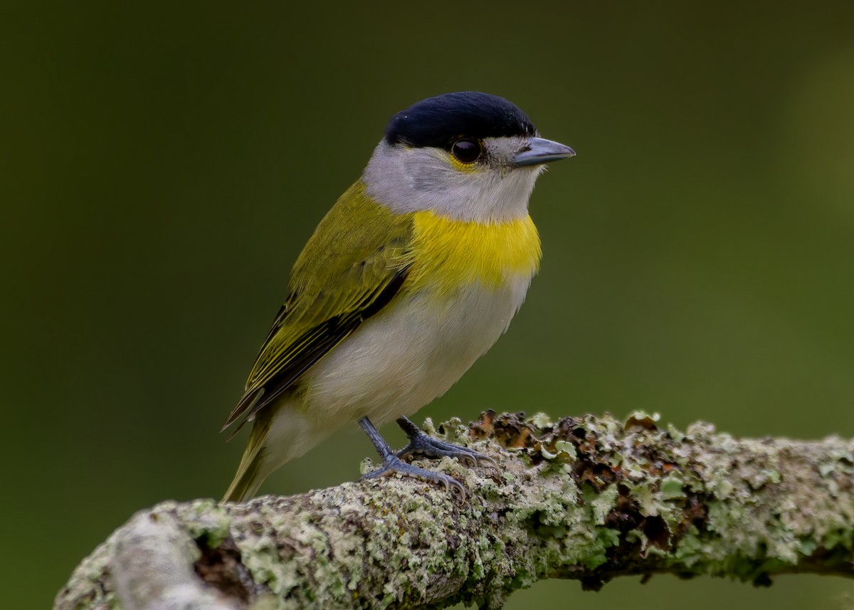 Green-backed Becard (Green-backed) - ML644426713