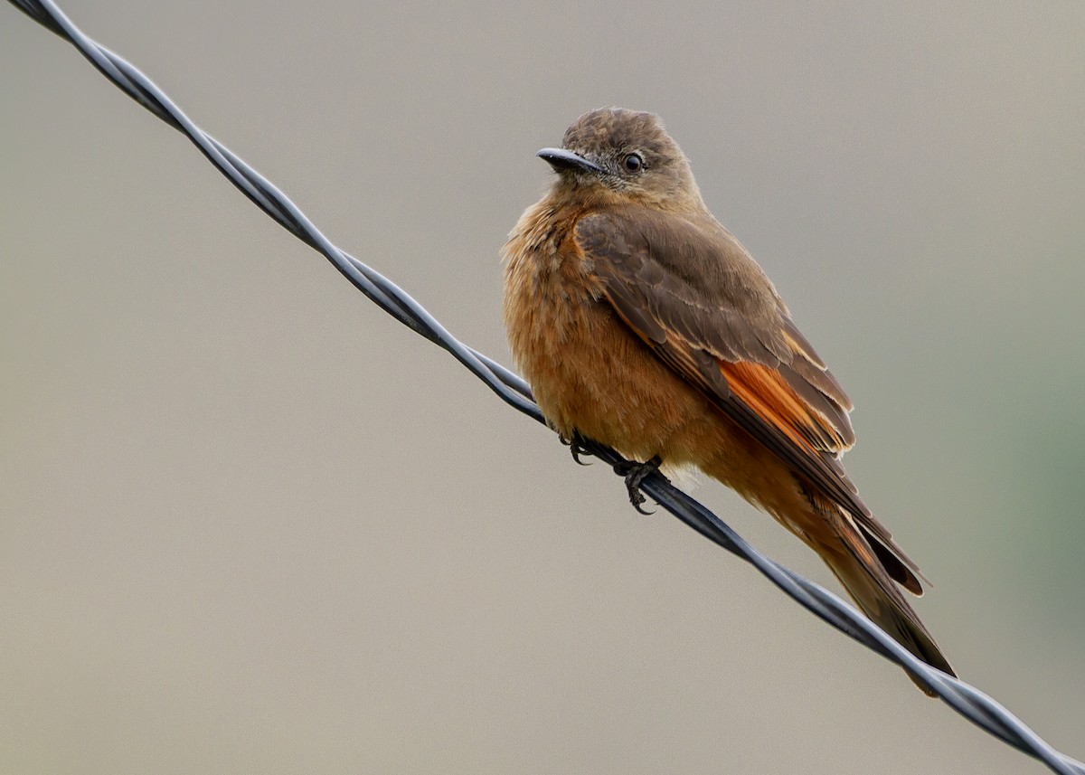 Cliff Flycatcher - ML644426725