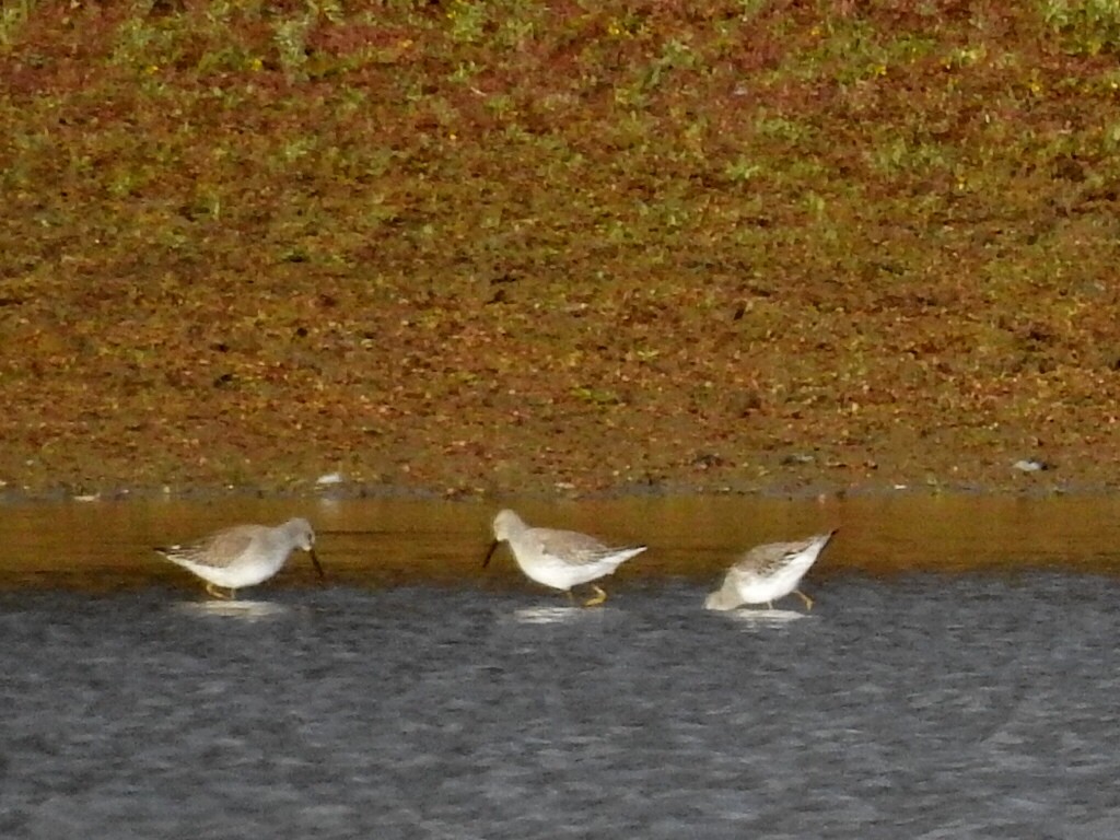 Stilt Sandpiper - ML644426726