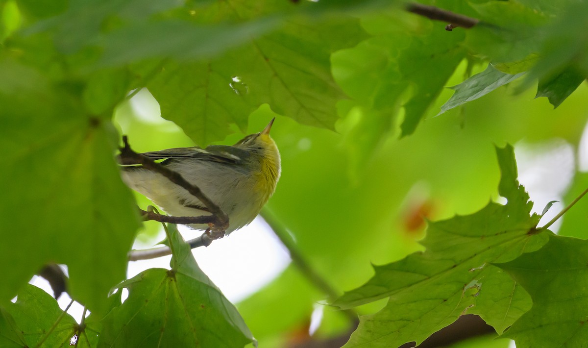 Kuzeyli Parula - ML644426729