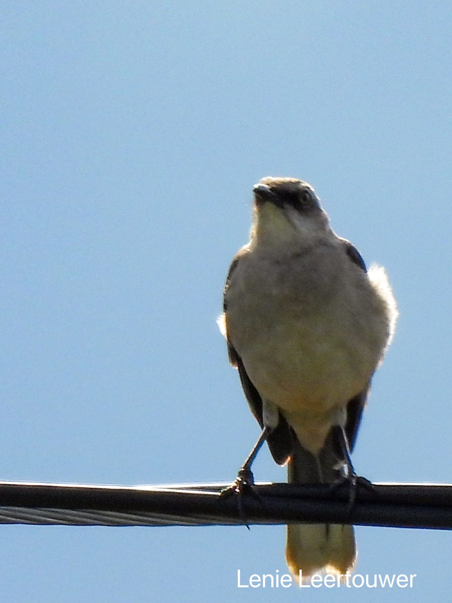 Moqueur des savanes (groupe gilvus) - ML644426739