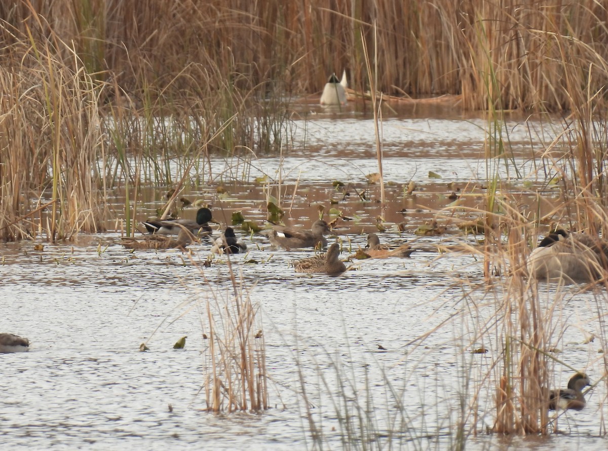 Нерозень - ML644426753