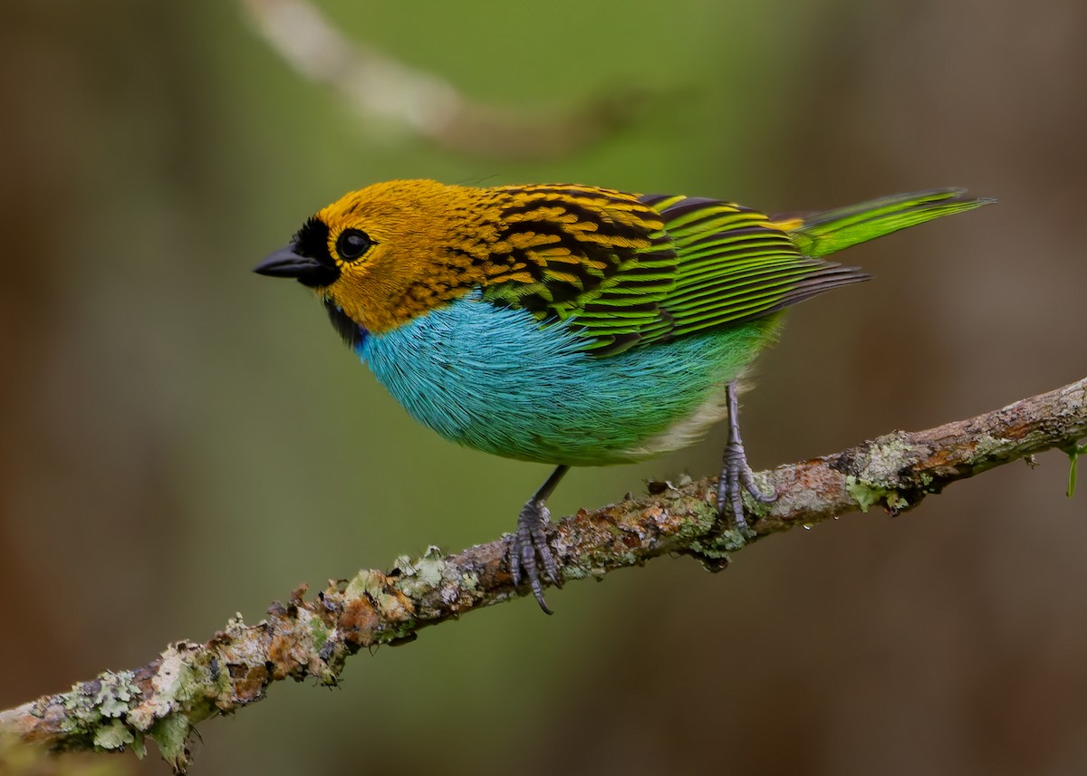 gullsnittanagar - ML644426756