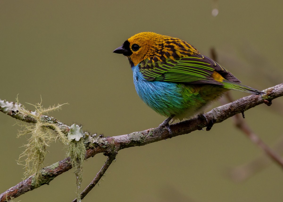 gullsnittanagar - ML644426757