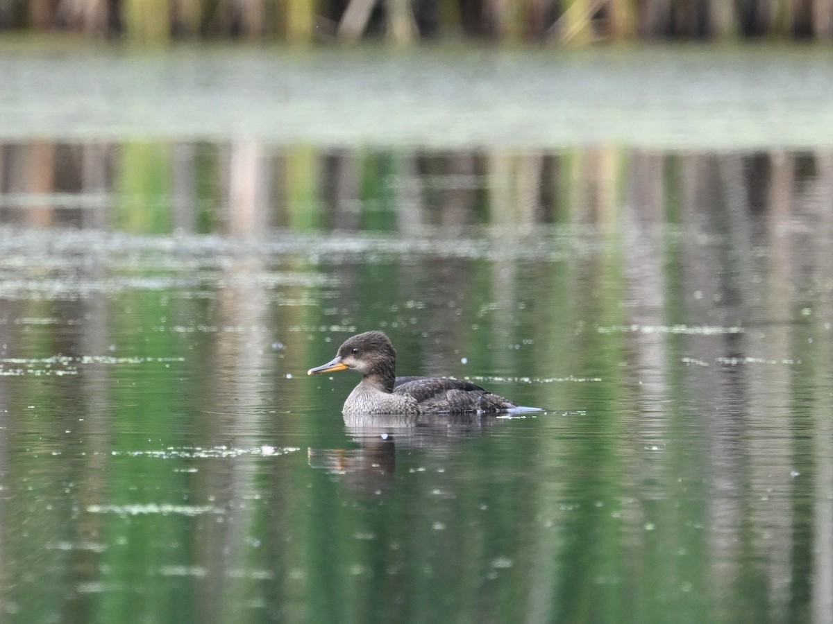 Hooded Merganser - ML644426758
