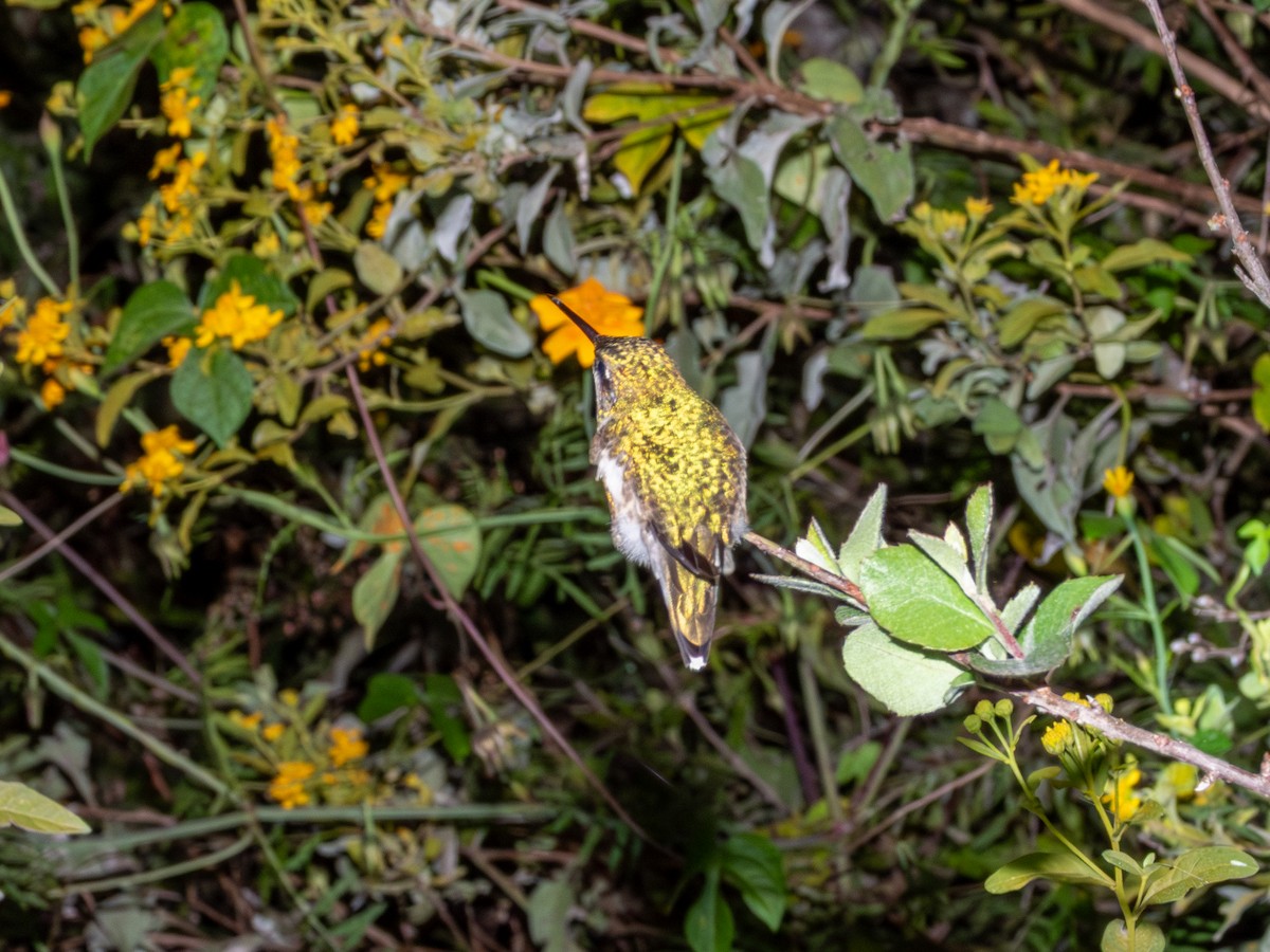 Ruby-throated Hummingbird - ML644426768