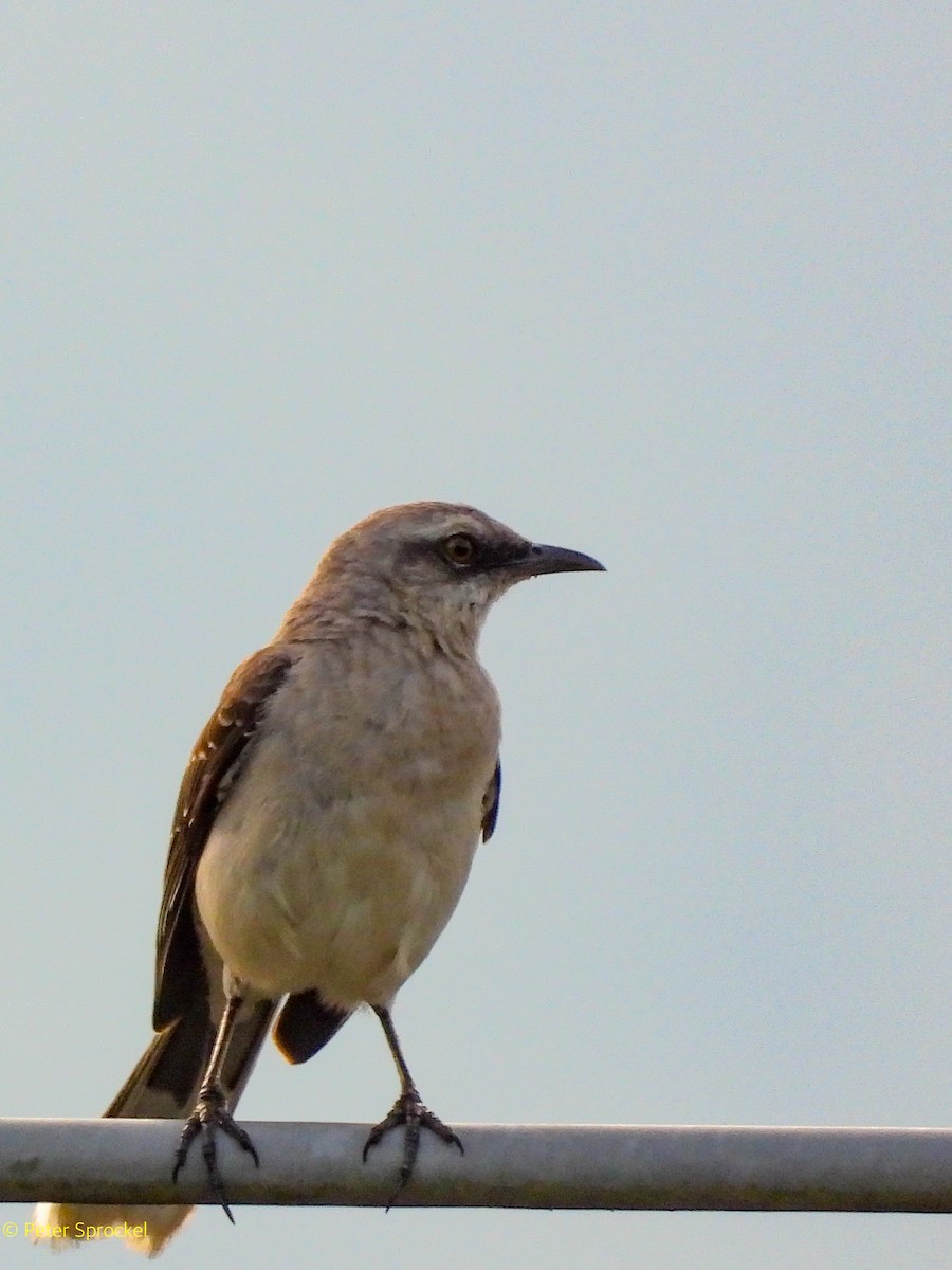 Moqueur des savanes (groupe gilvus) - ML644426769