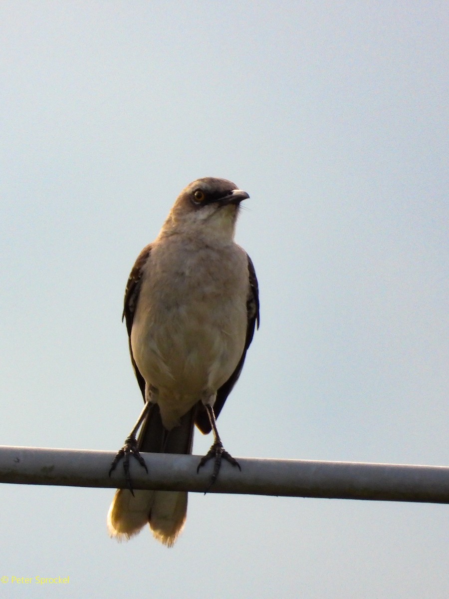 Moqueur des savanes (groupe gilvus) - ML644426770