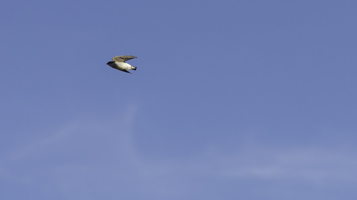 Hirondelle bicolore - ML644426781