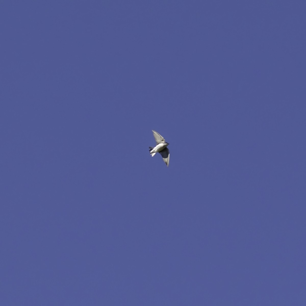 Hirondelle bicolore - ML644426787