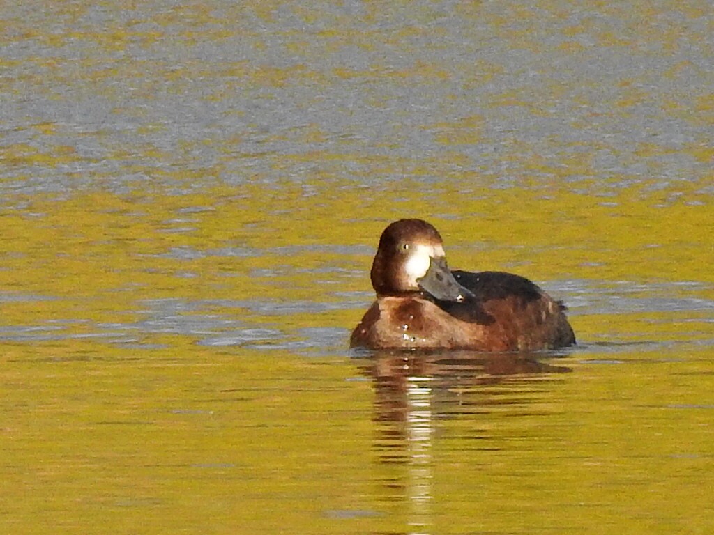 Greater Scaup - ML644426789