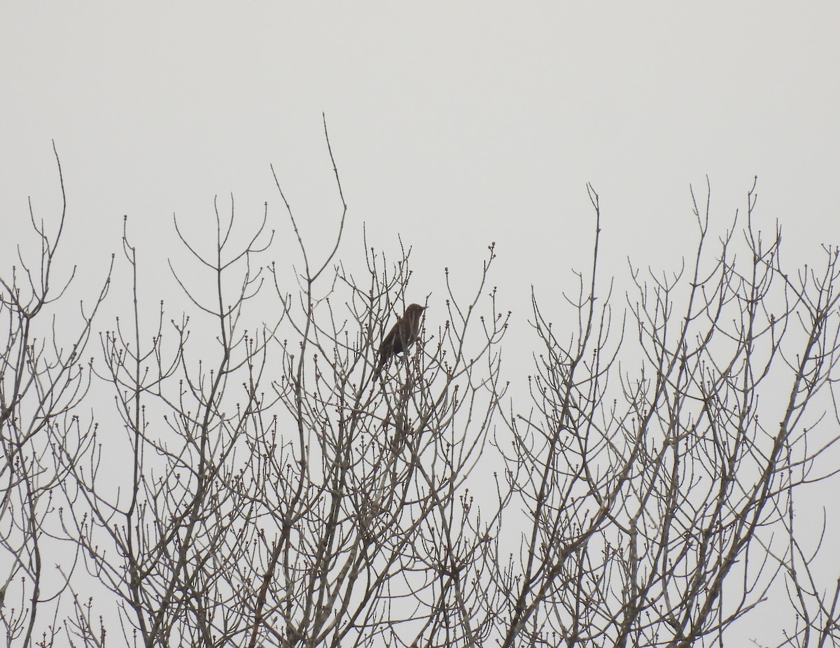 Rusty Blackbird - ML644426793
