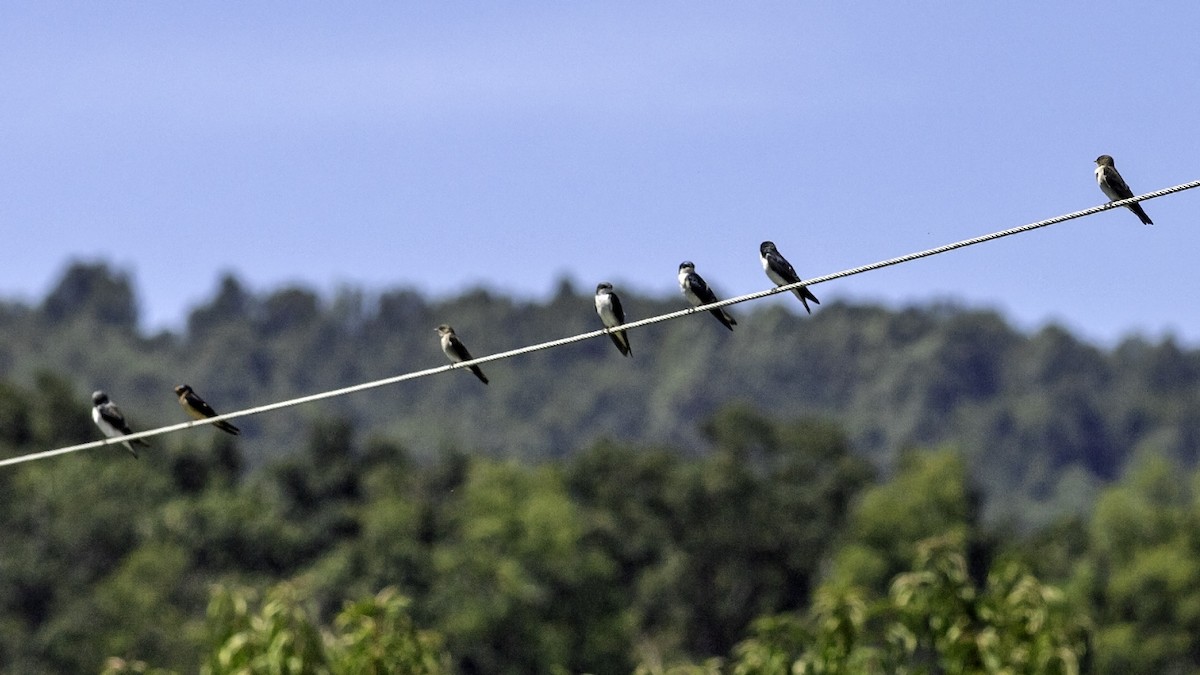 Hirondelle bicolore - ML644426794