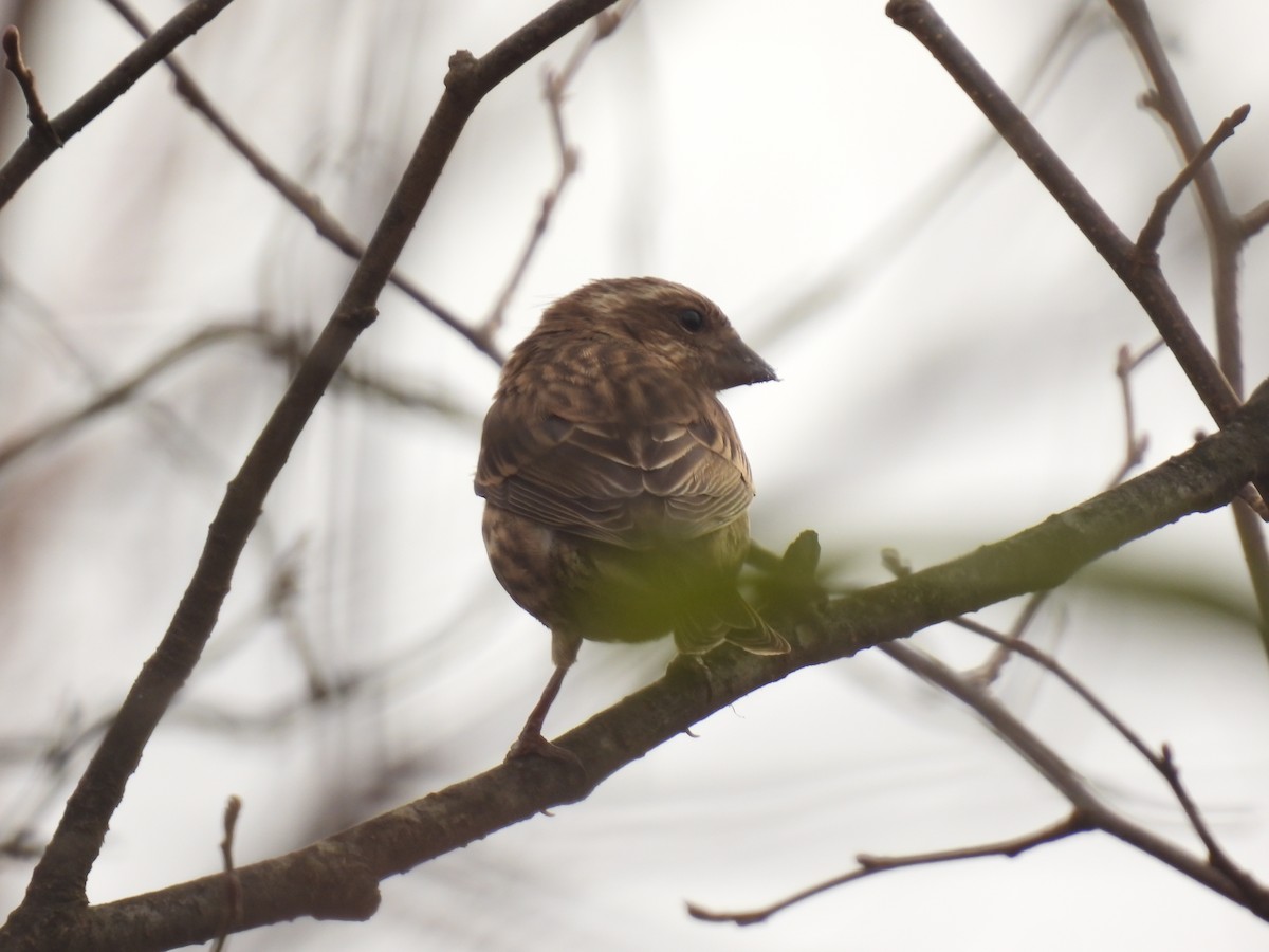 Purple Finch - ML644426798