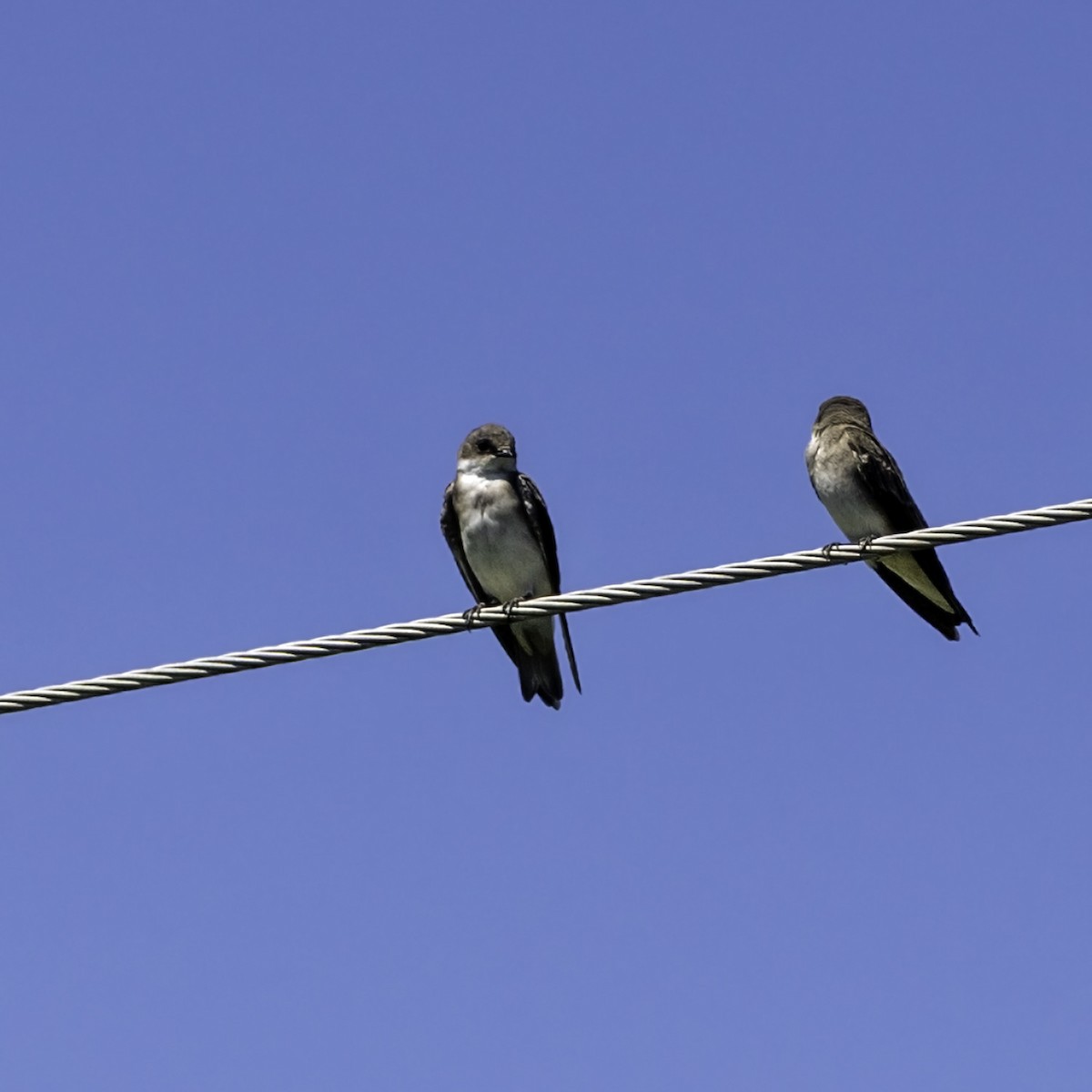 Hirondelle bicolore - ML644426802