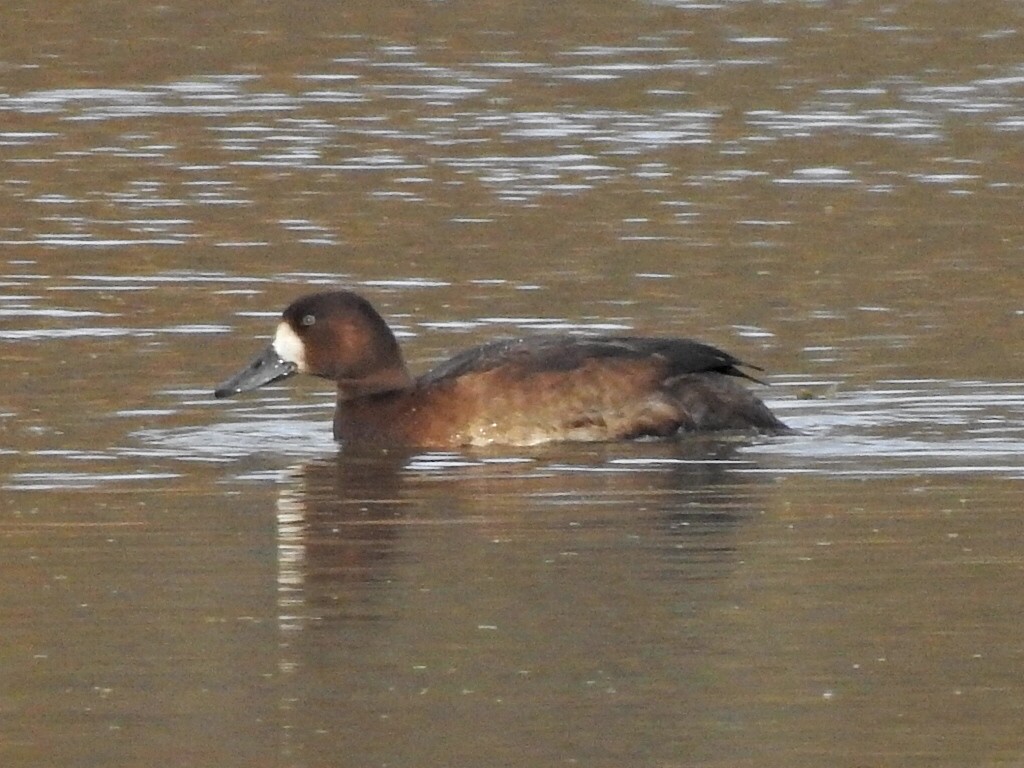 Greater Scaup - ML644426820