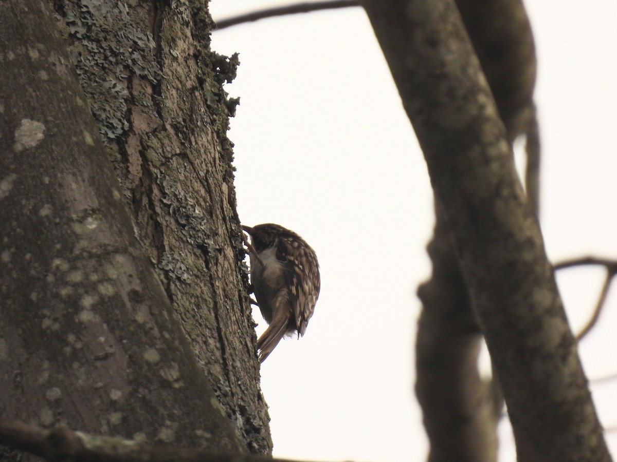 Brown Creeper - ML644426821
