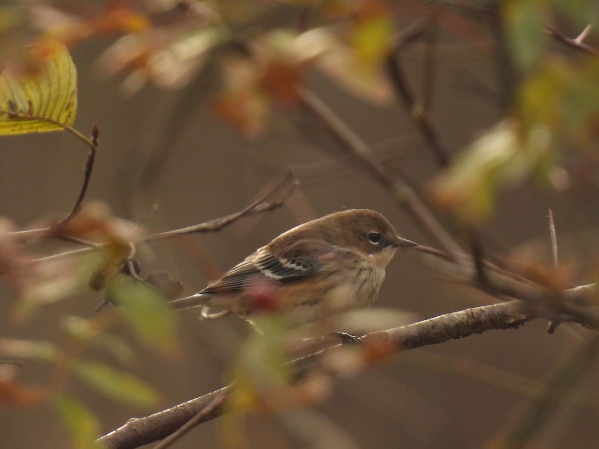 Yellow-rumped Warbler - ML644426827