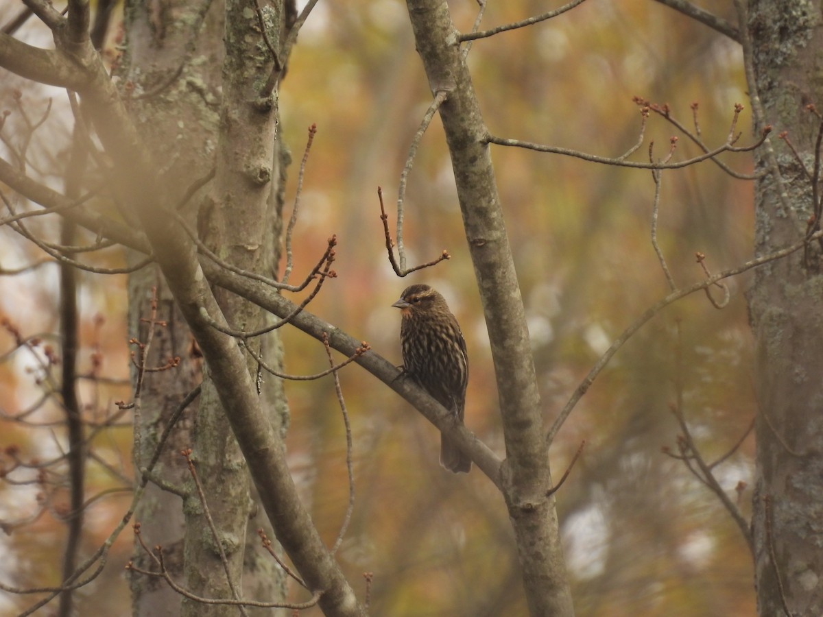 Red-winged Blackbird - ML644426844