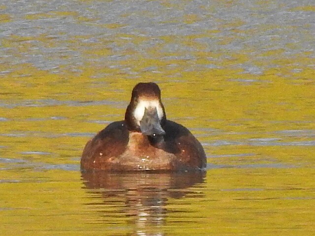 Greater Scaup - ML644426847