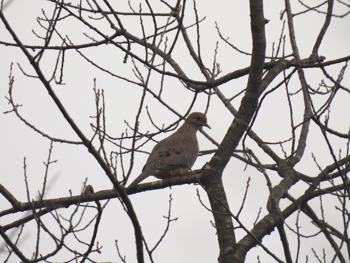 Mourning Dove - ML644426857