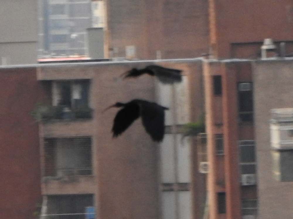 Bare-faced Ibis - ML644426872