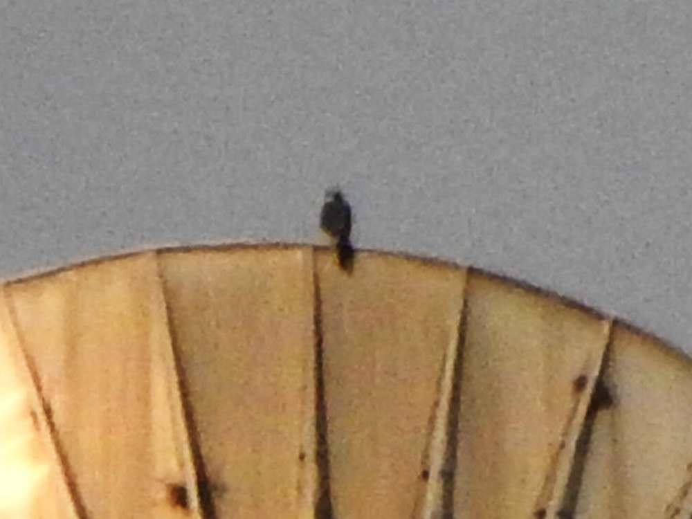 Belatz galtzaduna - ML644426878