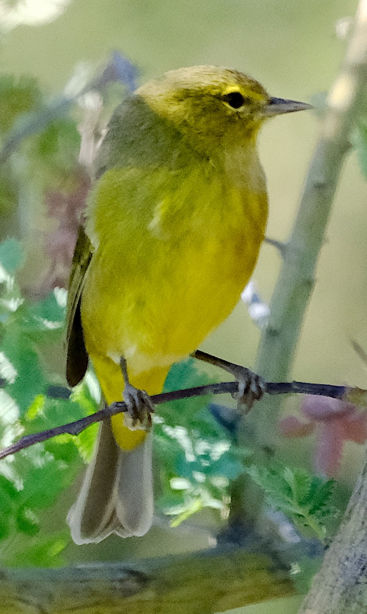 Orange-crowned Warbler - ML644426879
